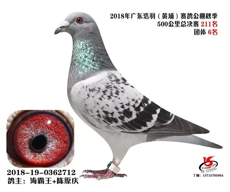 海霸王詹森纪录,冠霖公棚2017年获奖鸽欣赏