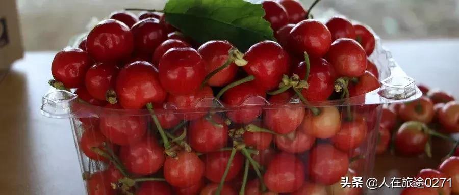 西安樱桃园,西安附近樱桃园采摘园位置