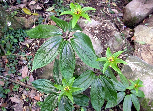 山上的野花有哪些可以盆栽,哪种野花更能作为家里的盆栽