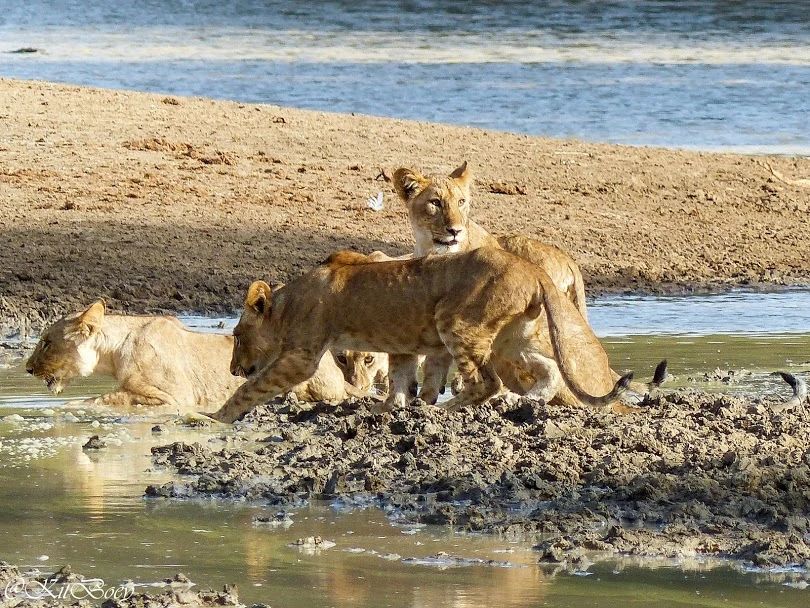 狮族南北战争：南方狮一直在蚕食北方狮的领地