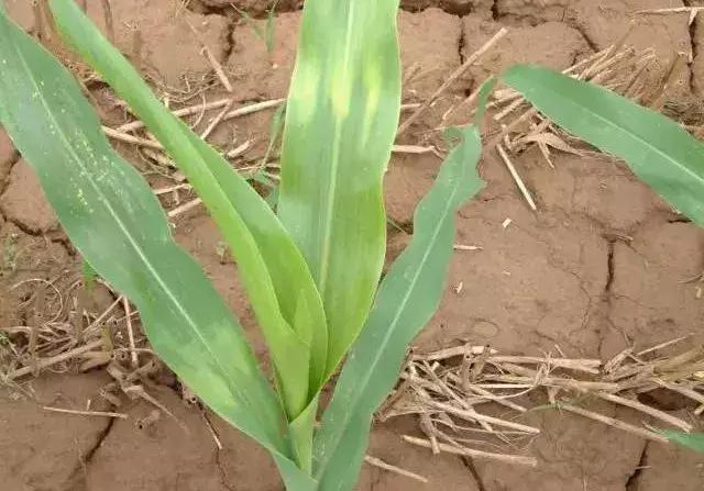 除草剂几天可以灭草,不用除草剂就灭草的配方