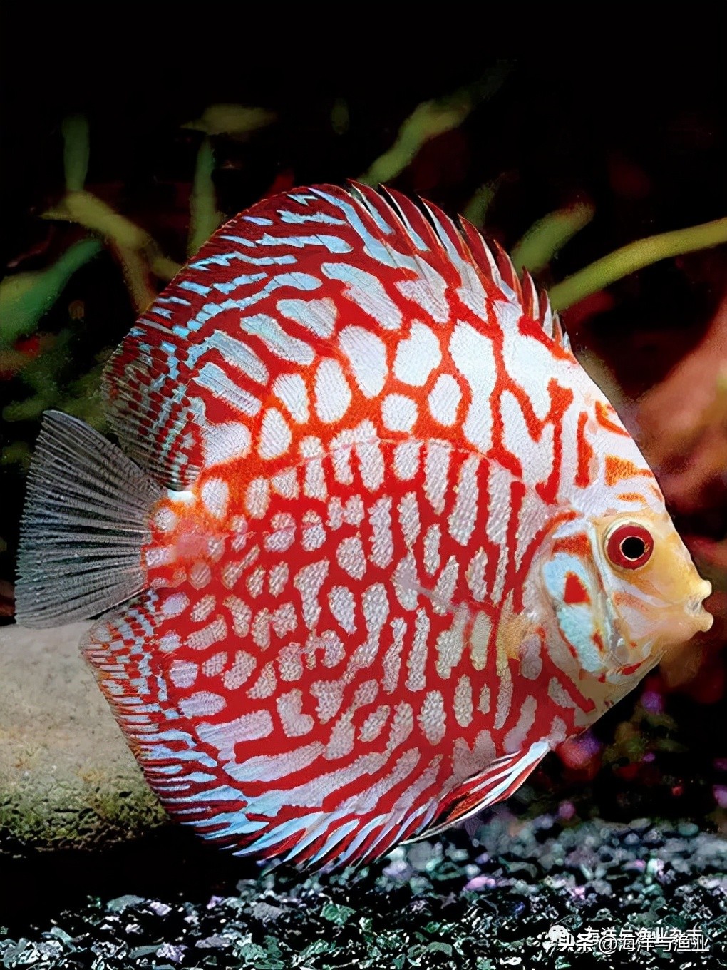 江门海豚公司总经理林震能:不断成长终成行业知名老板