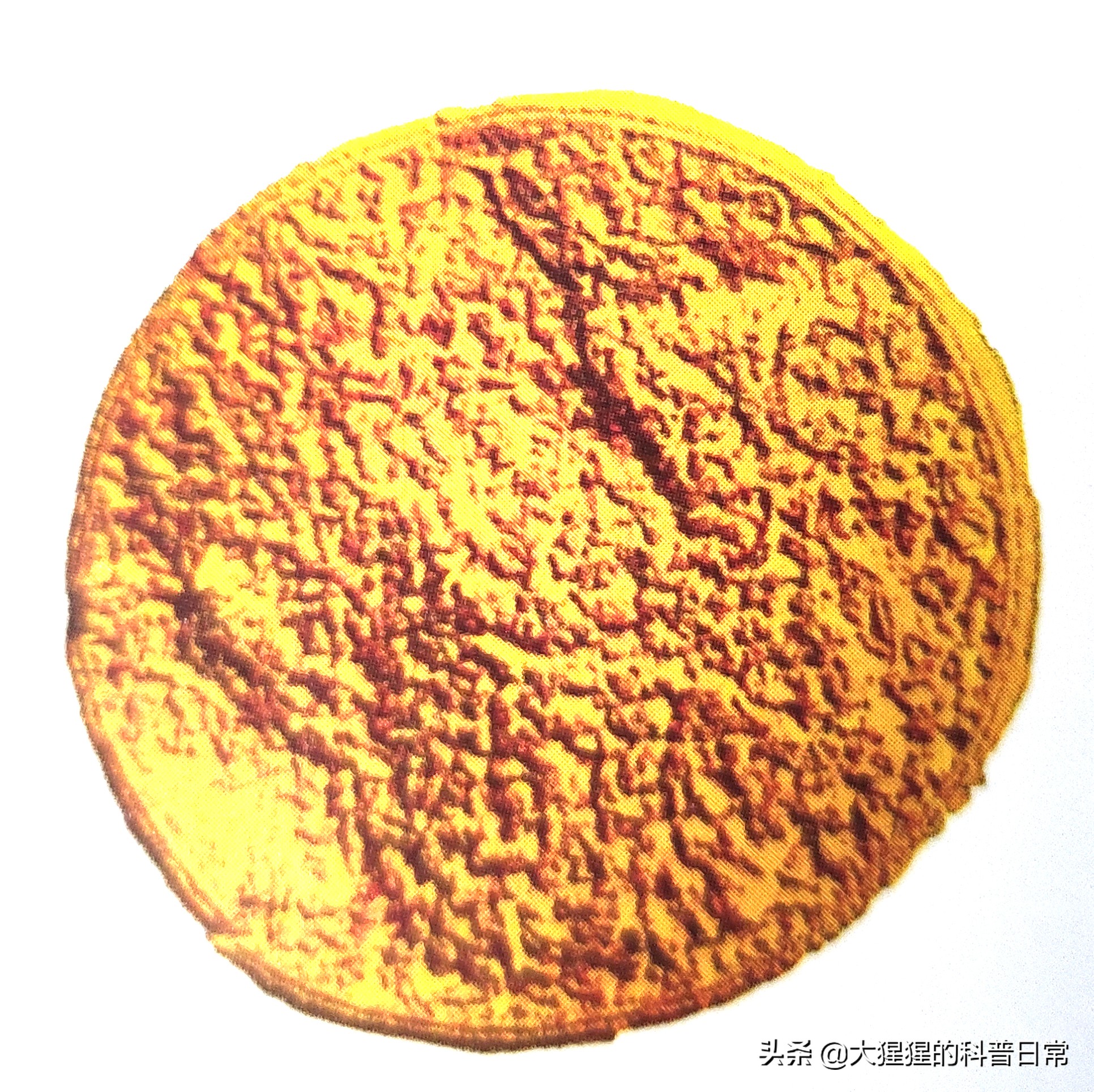 微生物原核生物,微生物照片原核生物