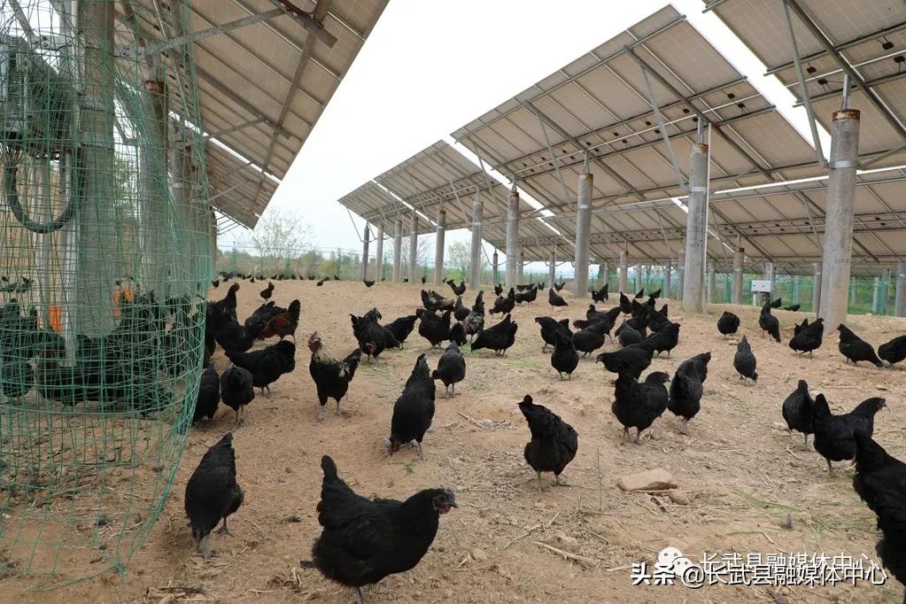 致富经|长武绿皮鸡蛋成为群众脱贫致富的“金蛋蛋”