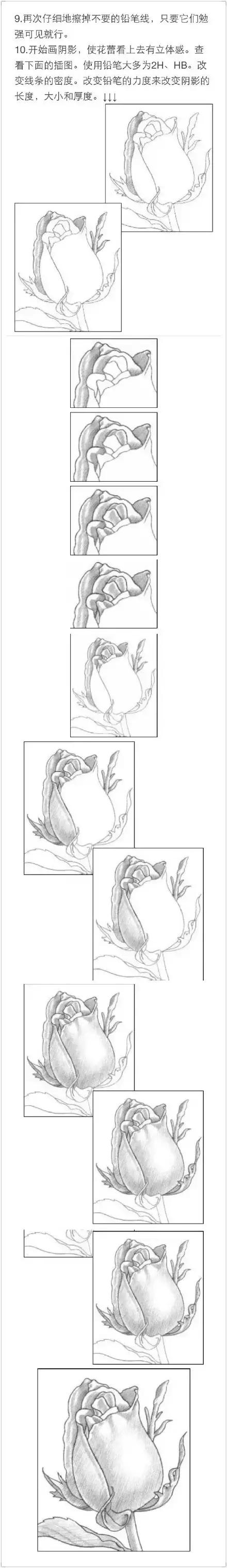 手拿玫瑰素描画,朱丽叶玫瑰素描画