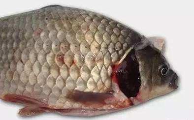 细菌感染的鱼怎么处理,细菌感染鱼鳃怎么办