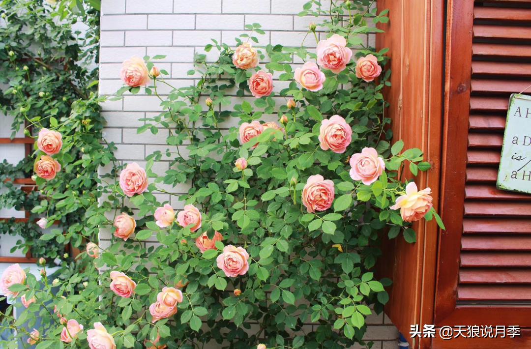 如何打造四季开花的花园,如何打造四季都有花的花园