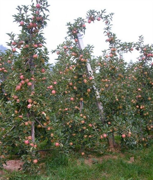 苹果树的长枝和短枝,苹果树苗矮化和乔化的区别