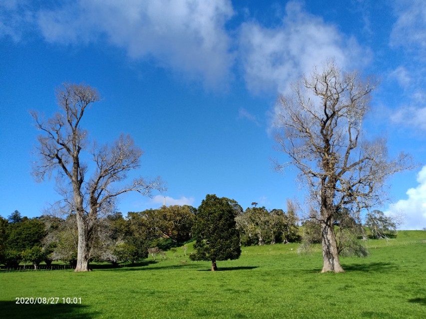 一树山,我的精神家园