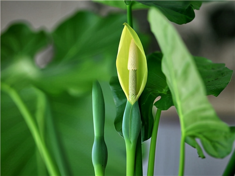 绿化带常见植物名称及图片,100种绿化带或路边常见的花草