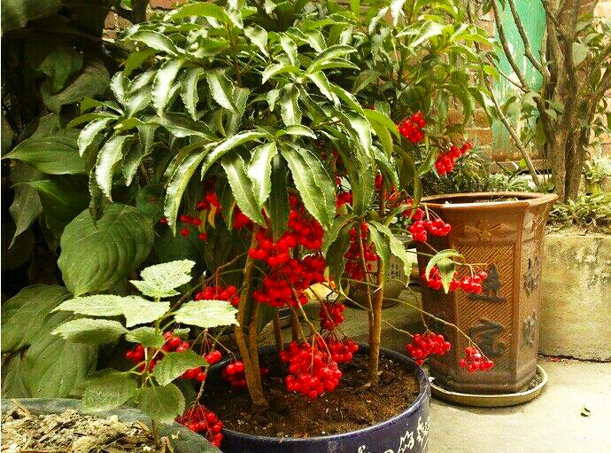 盆栽黄金万两的方法,黄金万两盆栽怎么才能结果