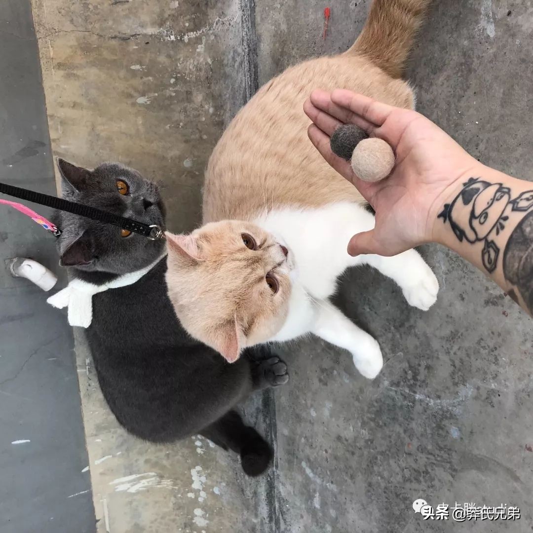 可爱小奶猫刚生出成长日记,一只小奶猫的成长过程