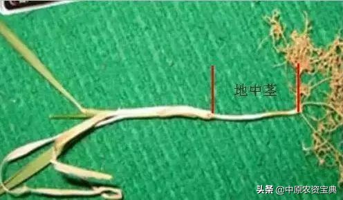 小麦发黄死苗用什么药治疗,预防小麦越冬死苗的措施包括哪些