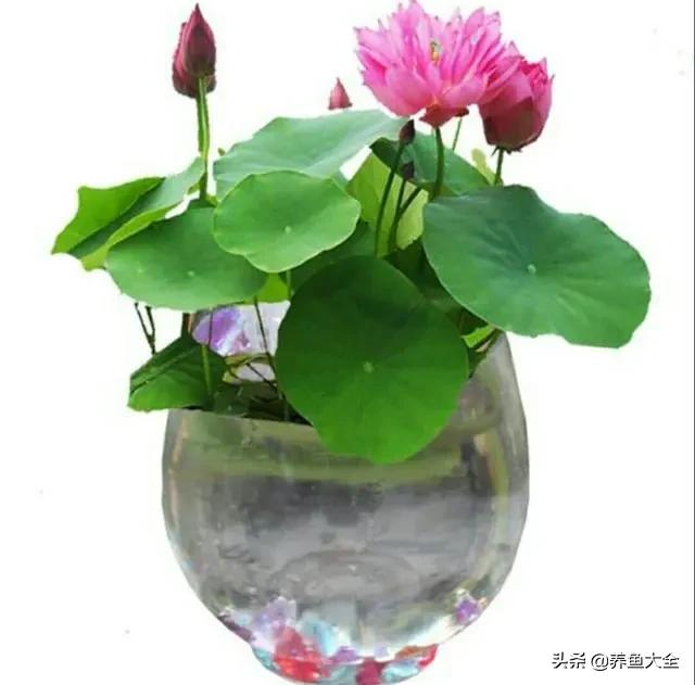 碗莲种植到开花的全过程,碗莲栽种开花过程