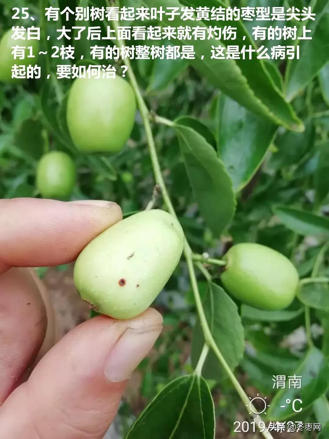 枣树环剥后多少天可以浇水,枣树环割以后多久才生理落果愈合