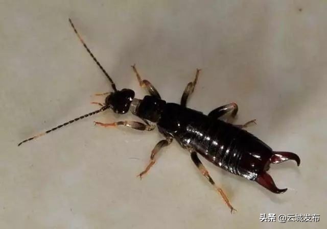 @云浮人虫出没，请注意！