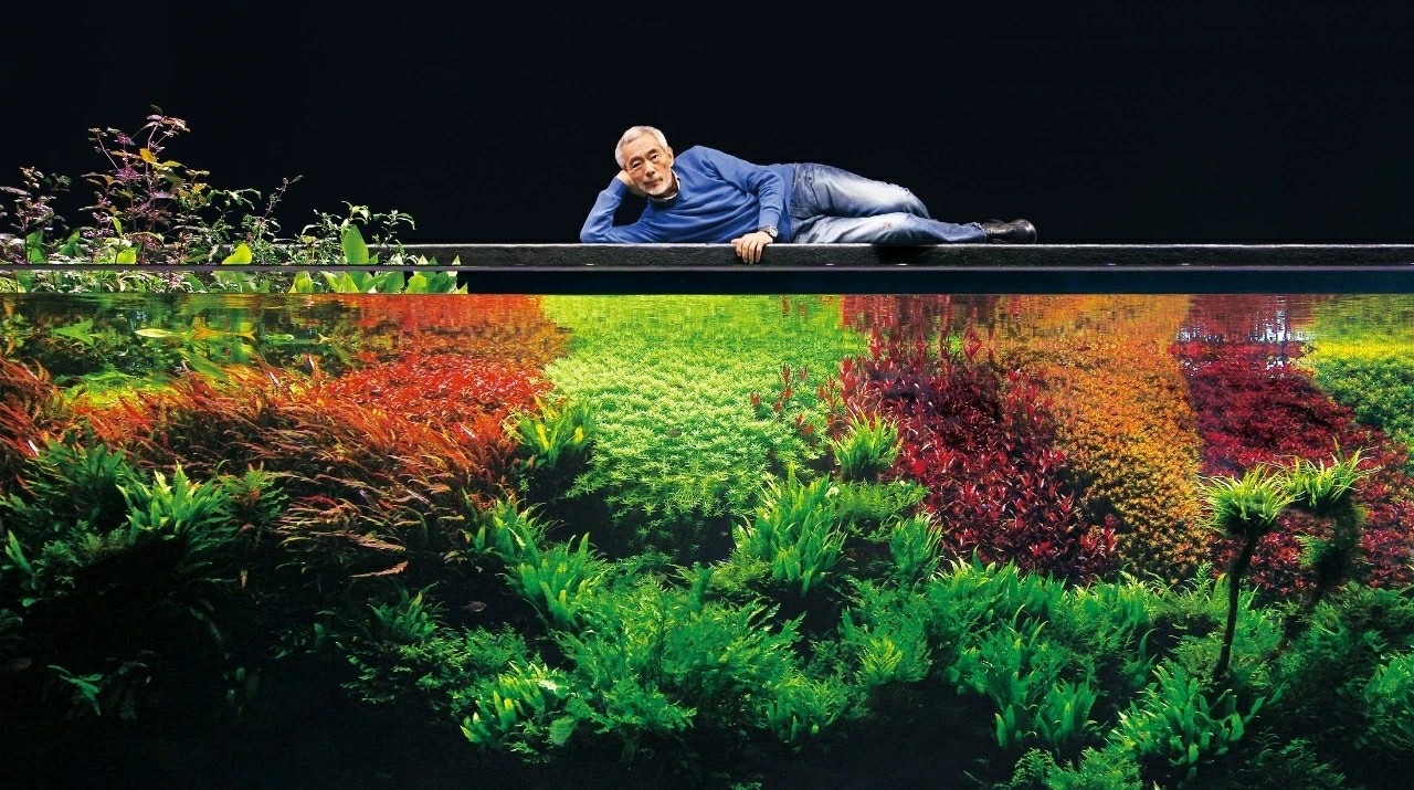 草缸造景入门基本知识,草缸造景基本的工具和材料