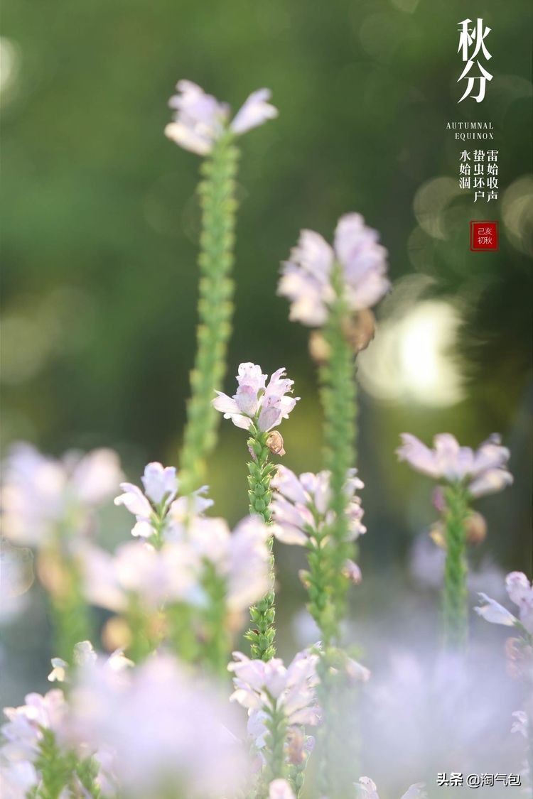 秋分愿生活恰如其分,人生恰如秋分生活恰如其分