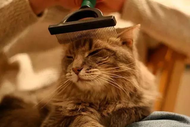 给猫主子梳毛,给猫猫梳毛用什么最好