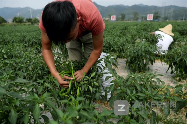 贵州榕江黑木耳丰收助农增收致富,贵州黔西林下养殖闯出致富路