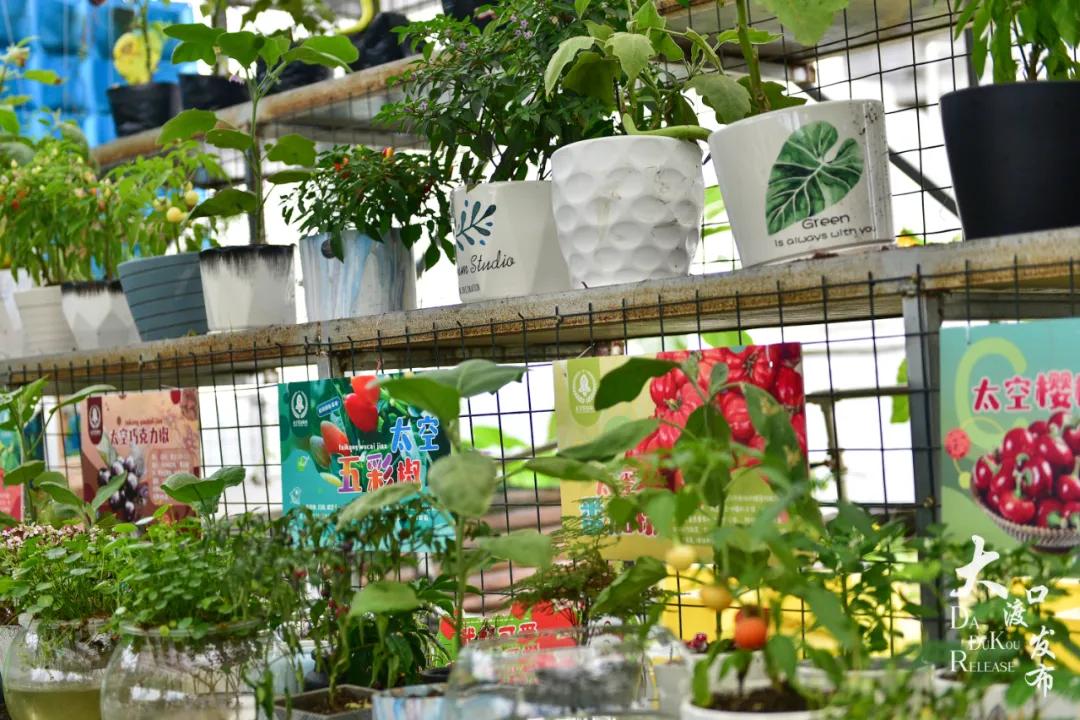 大渡口太空梦幻农场,大渡口万达广场太空梦幻农场