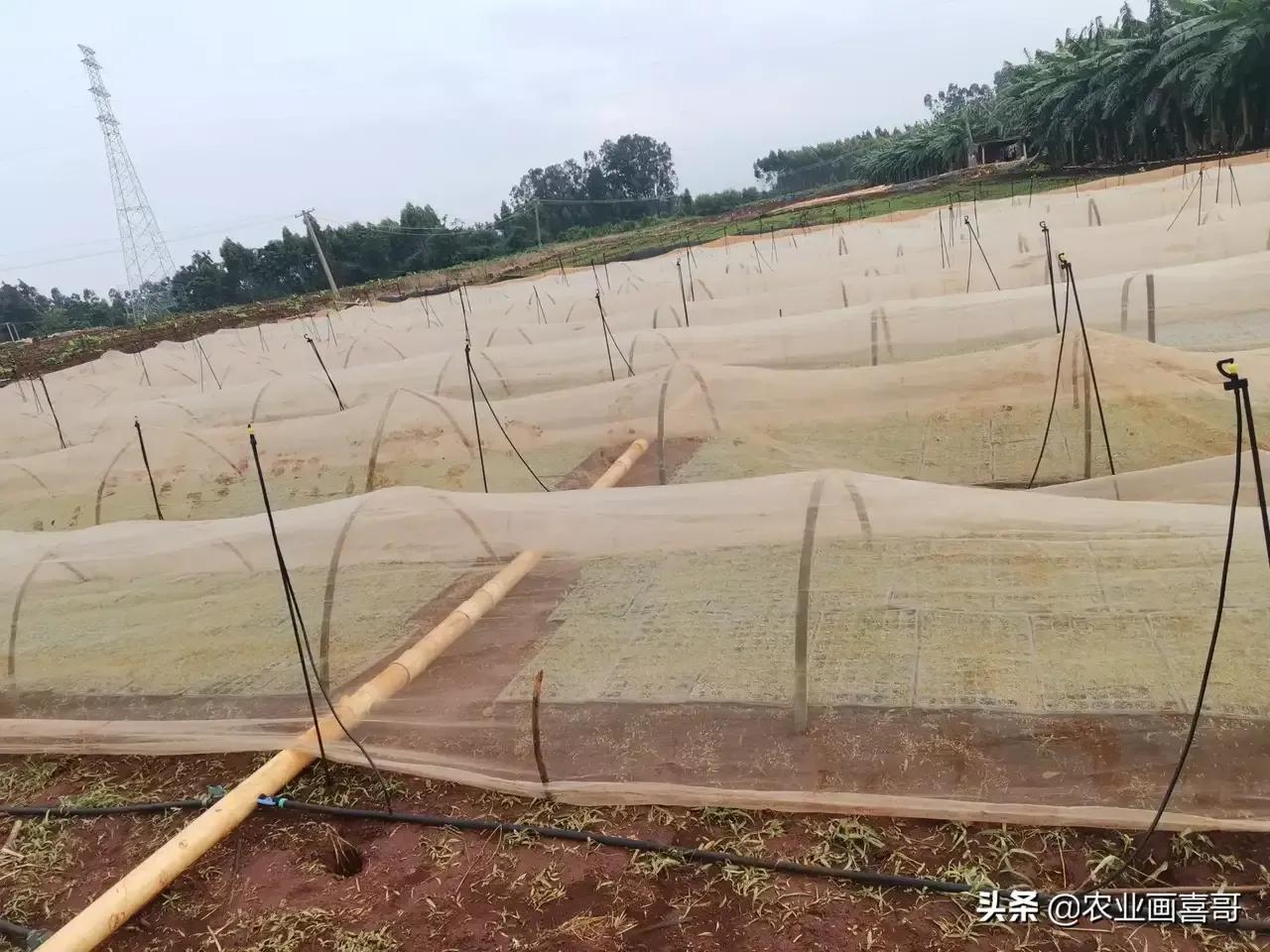 种一亩线椒多少钱,线椒大规模种植怎么种