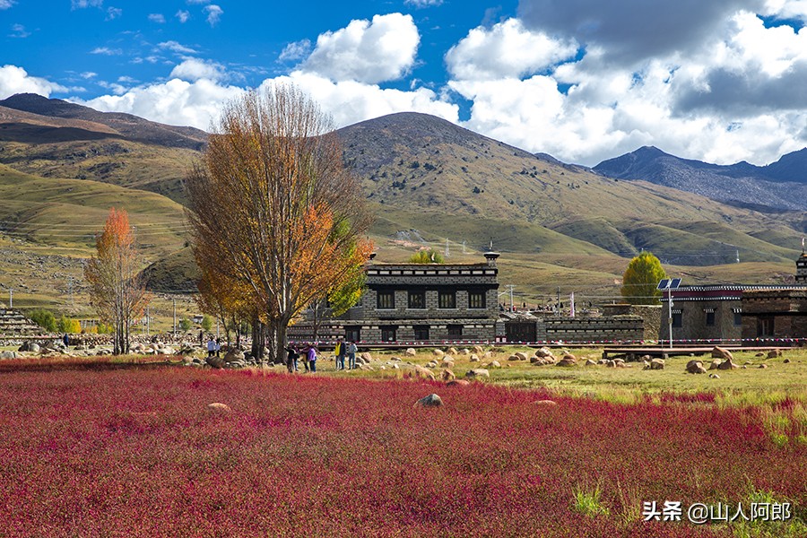 宸濊タ楂樺師澶ц崏鍘熺殑璺笂鐓х墖,闈掕棌楂樺師涓婄殑鑽夊師闆北椋庢櫙