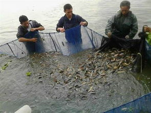 鱼塘泥鳅如何赚钱,泥鳅一亩地能挣多少钱