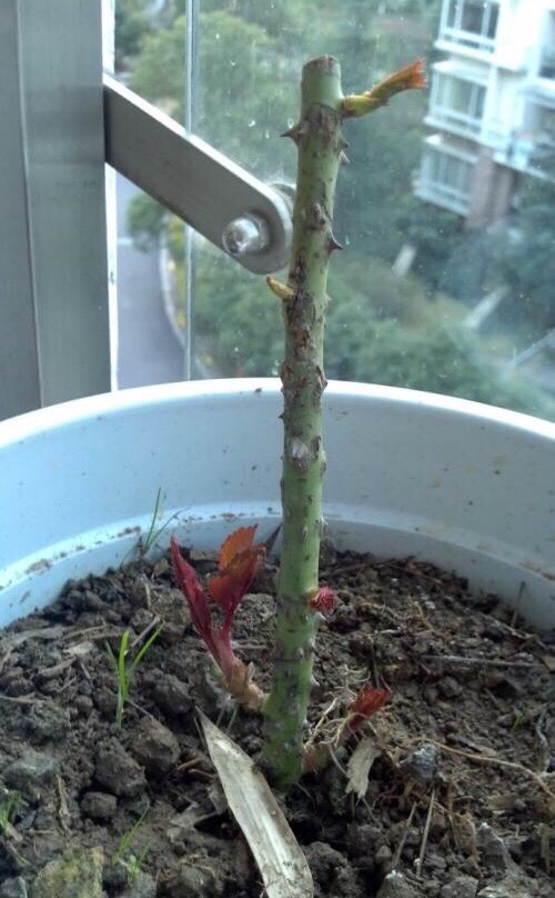 月季不长了怎么办,月季不长花苞如何修剪