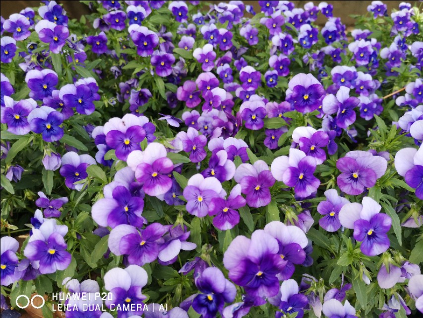 洛阳到华山一日游,洛阳到华山自驾游攻略