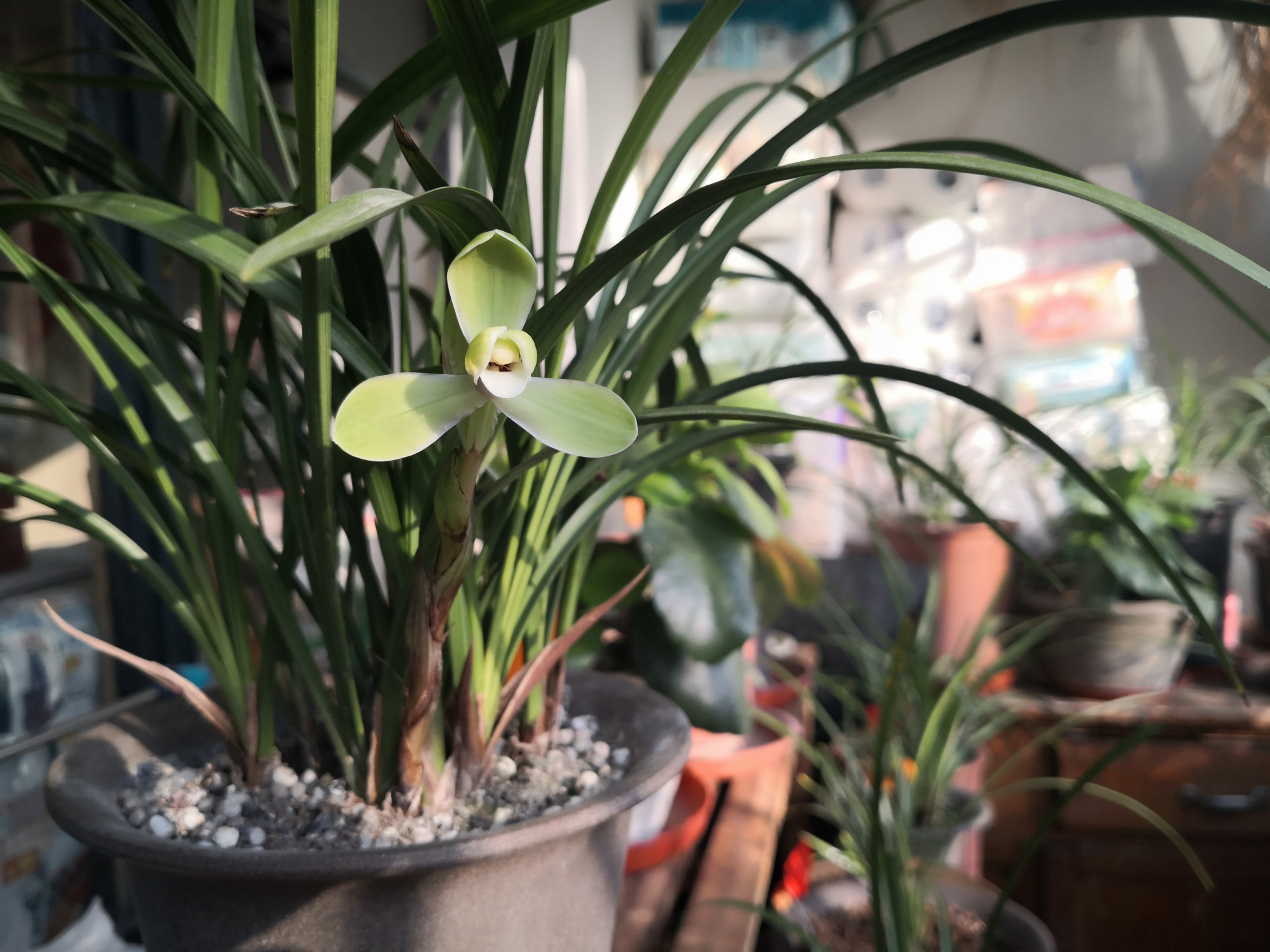 兰花三月份可以露养吗,刚给兰花浇水就下雨怎么办