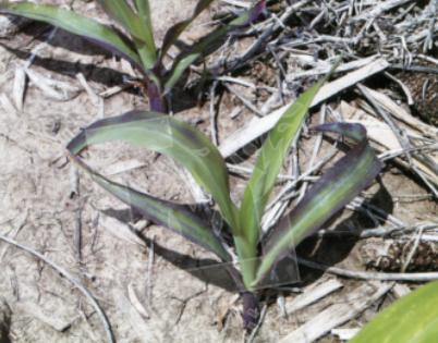 玉米缺磷影响,玉米缺磷的主要症状及原因