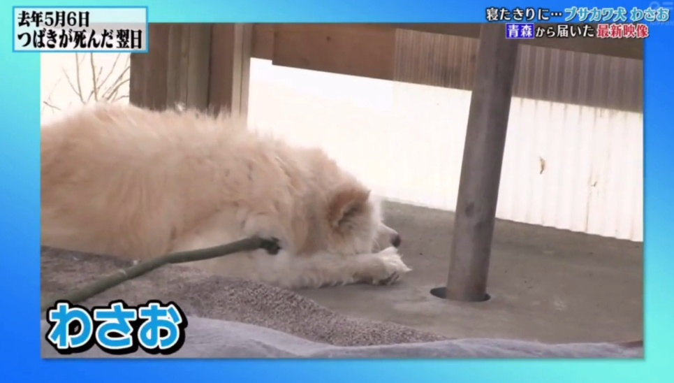 日本网红狗狗去世,日本狗死了