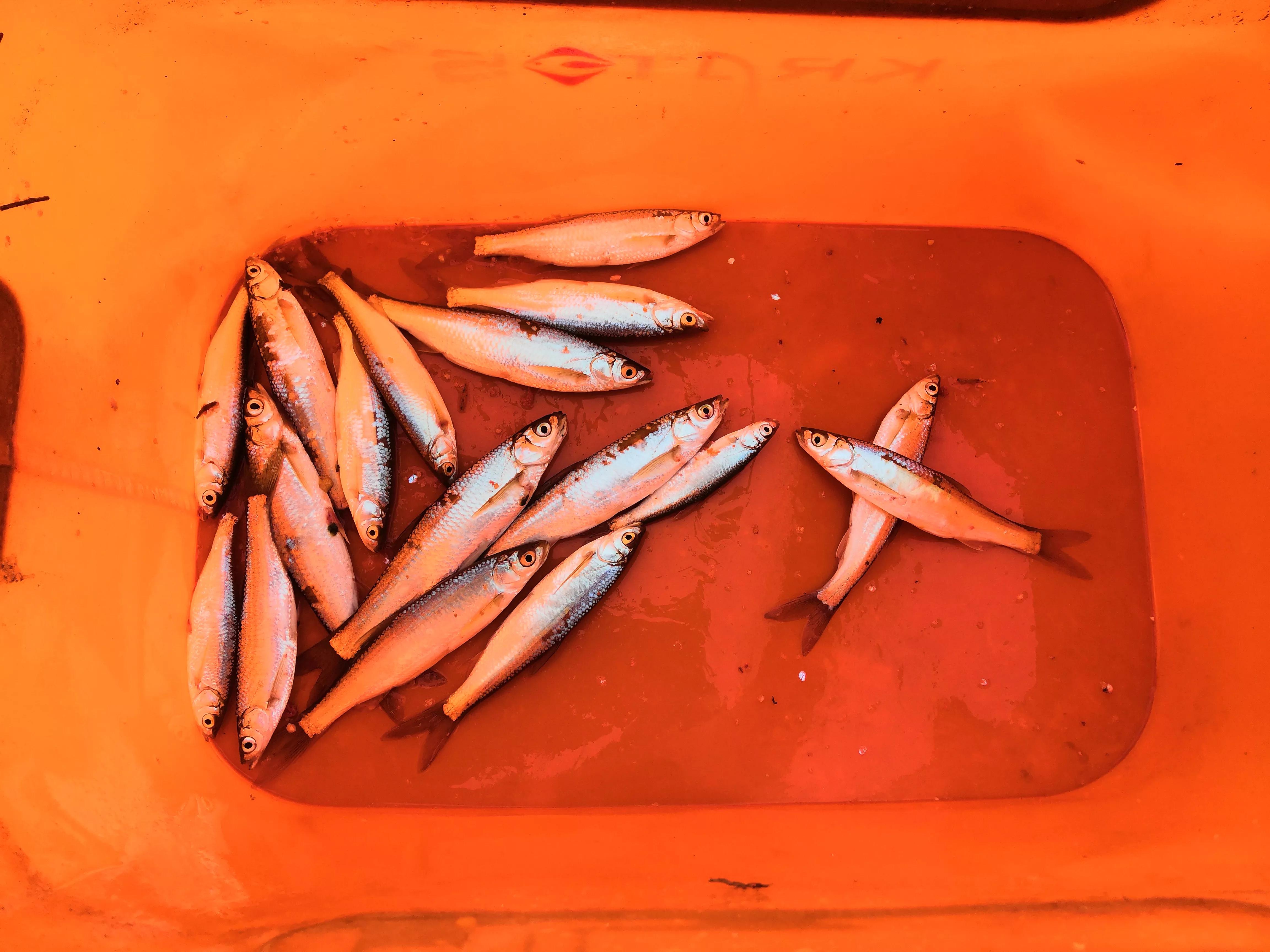 野钓注意事项及时收竿,野钓技巧什么时候起竿