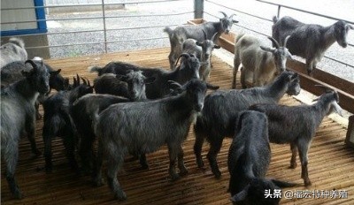 “狗羊”就是常说的青山羊青山羊养殖场为您解析青山羊养殖前景