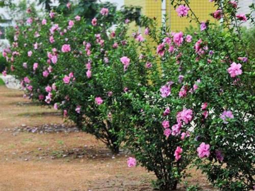 100种漂亮的夏花图片,30种夏花图片大全