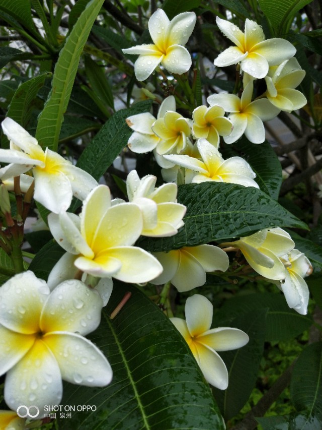 花开的时候最珍贵完整版,花开的时候你就来看我