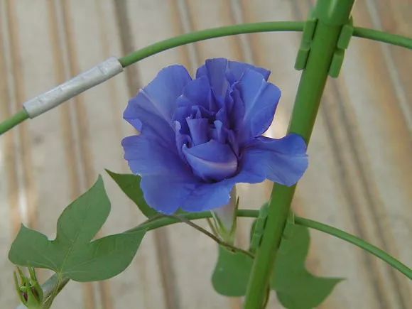 牵牛花到处都可以肆无忌惮的生长,不常见的品种,美出天际!