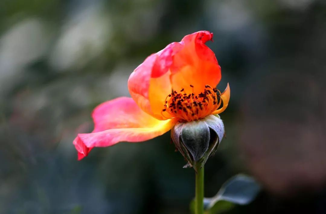 人美诗更美,当代才女有好诗,幽兰子诗集:已是秋心比月凉