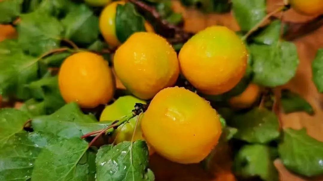 敦煌李广杏子熟了,敦煌李广杏甜度