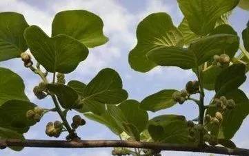 猕猴桃花后保果技术 (猕猴桃花期管理坐果管理技术)