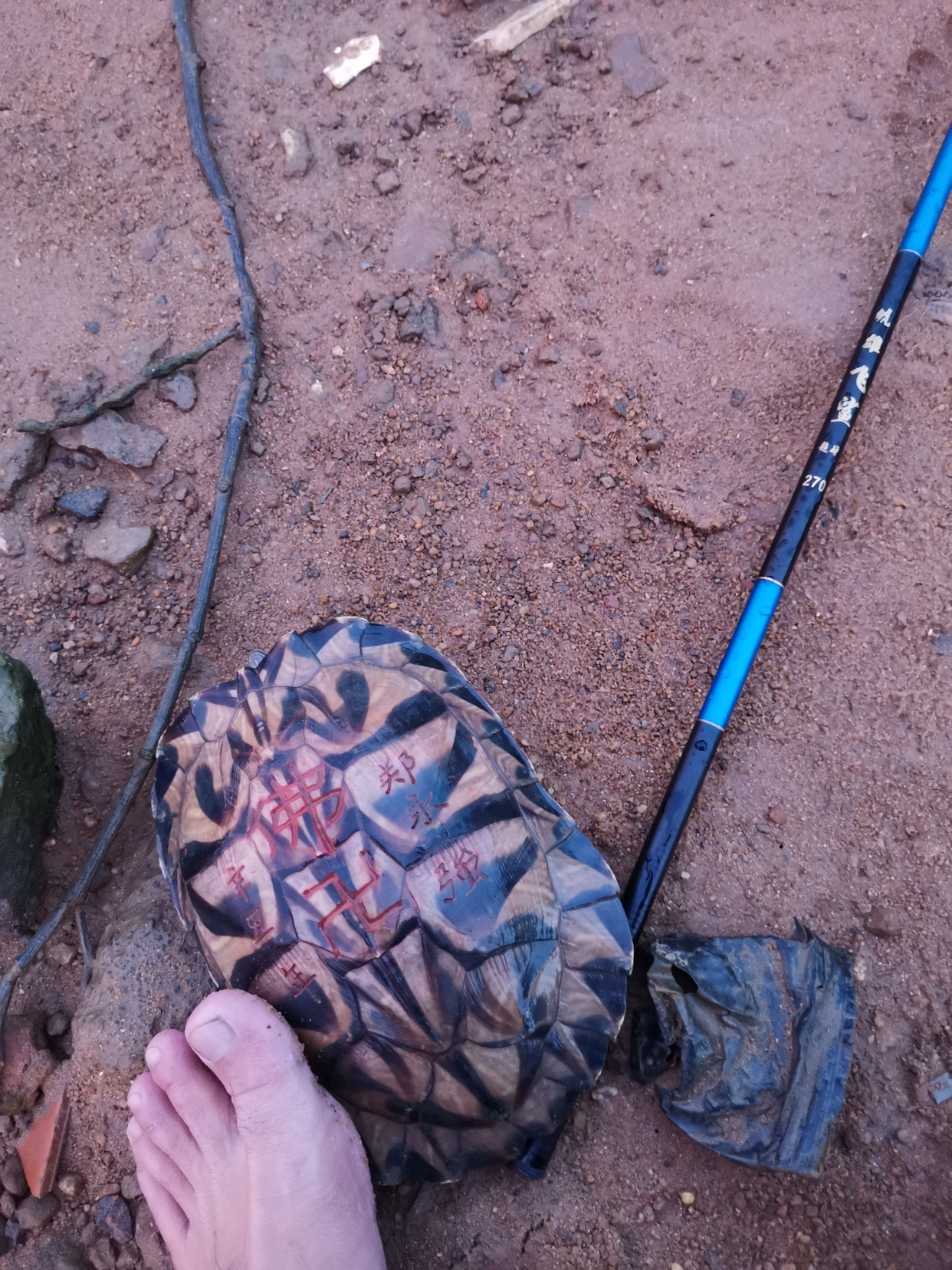 南宁钓友钓了只墨龟,背上刻了“宁莉陈”三个字,钓友:想养起来