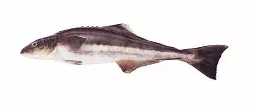 十种受欢迎的海鲜鱼类,最名贵的海鲜鱼类