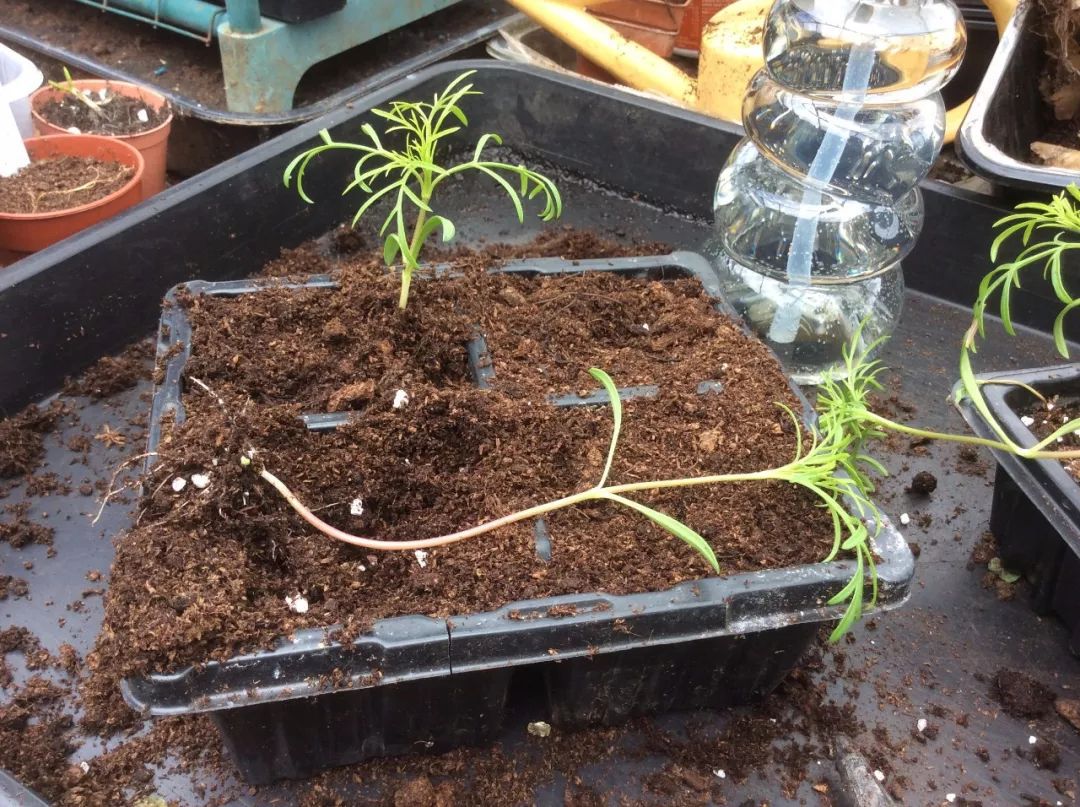 波斯菊不长主叶,波斯菊只长高不长粗是怎么回事