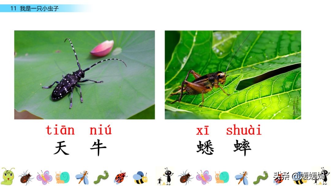 二年级下册我是一只小虫子课后题,二年级下册语文11我是一只小虫子