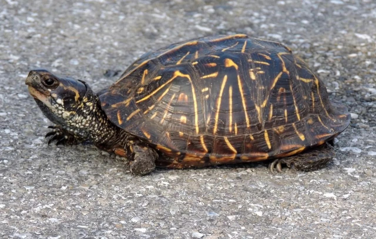 水陆两栖龟选什么龟,水陆两栖龟陆龟怎么区别