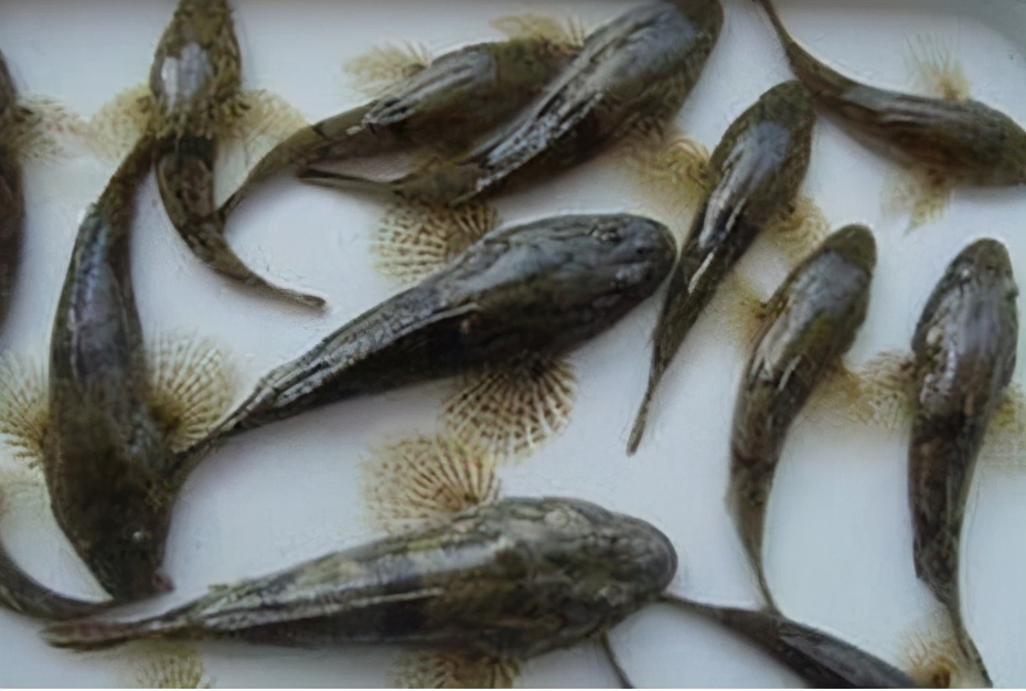 小型凶残食肉鱼,盘点小型食肉鱼