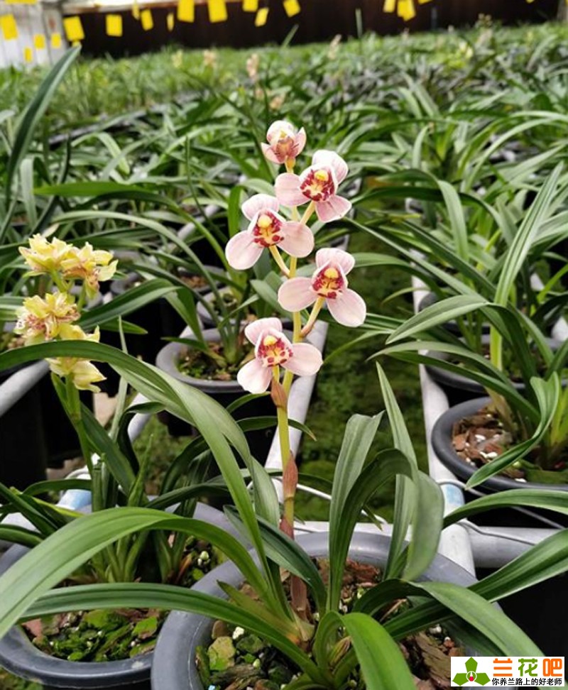 新手栽兰花配土方法,新手买什么兰花最好