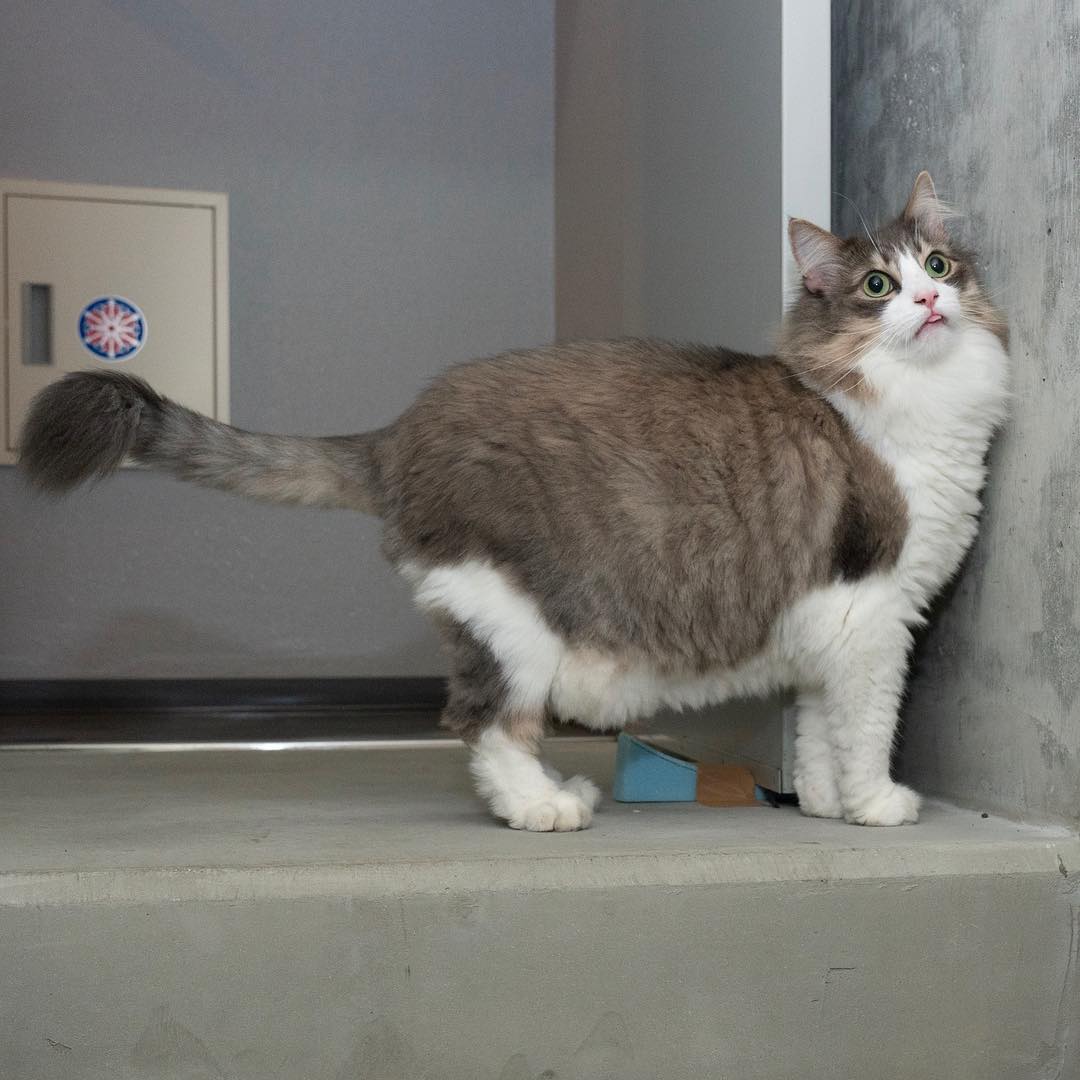 猫咪高智商的8种表现,猫咪高智商的6点表现