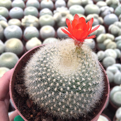 十个仙人球,最新30个仙人球品种